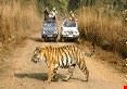 National Park Safari Tour
