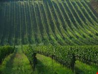 siena wineyards in gaiole