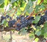 siena grapes