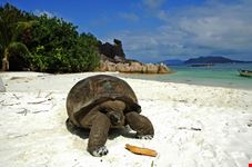 praslin curieuse island