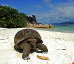 praslin curieuse island praslin curieuse island