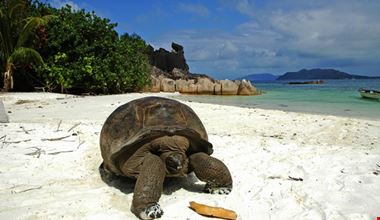 praslin curieuse island praslin curieuse island