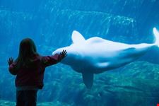 vancouver vancouver aquarium