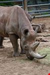 berlin zoo