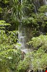 cairns rainforest