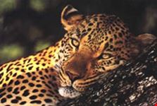 johannesburg leopard