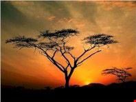 johannesburg sunset in africa