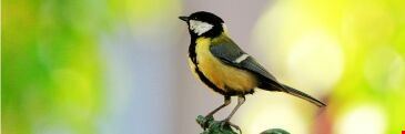 amsterdam great tit