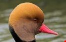 amsterdam red crested pochard in the netherlands
