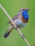 amsterdam bluethroat birding netherlands
