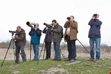 amsterdam birding holland oostvaardersplassen