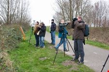 amsterdam guided birding netherlands
