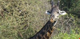 arusha african 1