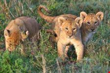 arusha african 3