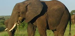 arusha african 4