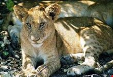 arusha classsic safari2