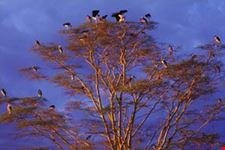 arusha classsic safari3