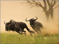 arusha tour1