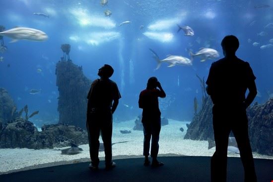 Oceanario Lisbon Editorial Staff Editorial Staff
