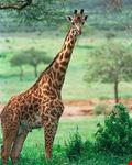 nairobi 4k