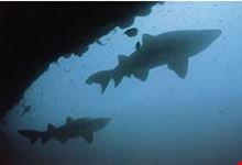 Sharks