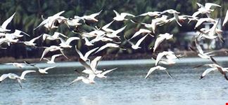 KADALUNDI BIRD SANTUARY MALAPPURAM- KERALA- INDIA