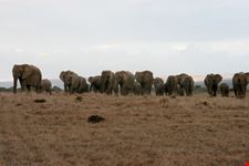 port elizabeth 5