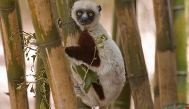 antananarivo tsimbazaza zoo antananarivo tsimbazaza zoo
