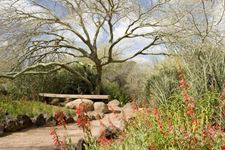 phoenix desert botanical garden