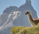 puerto natales lama puerto natales lama