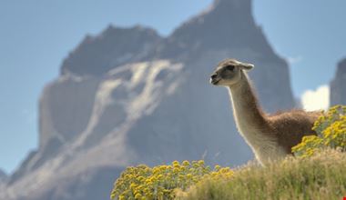 puerto natales lama puerto natales lama
