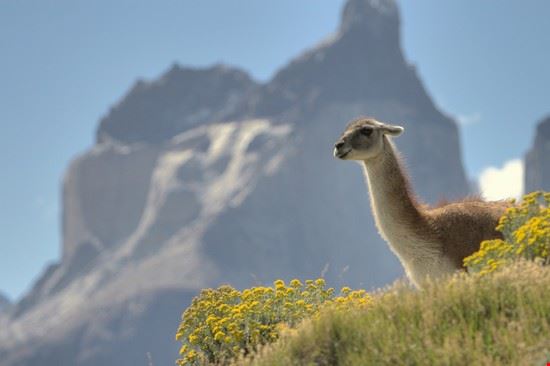  Puerto natales Autore: gary yim 
Fonte: ©Shutterstock  Autore: gary yim 
Fonte: ©Shutterstock 