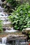 botanical garden new york