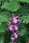flowers in botanical garden new york