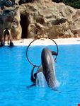 seaworld florida orlando