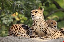 Safari in Kenya