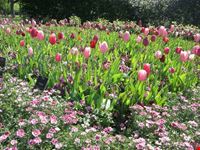 dallas arboretum and botanical gardens dallas