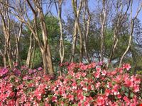 dallas arboretum and botanical gardens dallas