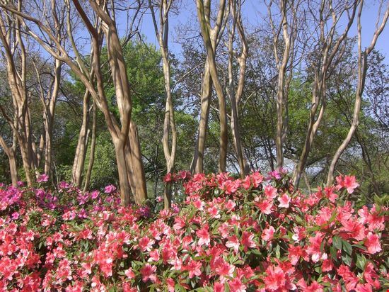 Dallas Arboretum and Botanical Garden Dallas  