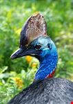 Cairns Tropical Zoo
