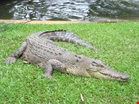 Cairns Tropical Zoo