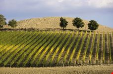 Colline Chianti
