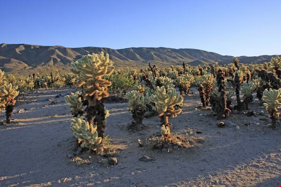 Joshua Tree National Park