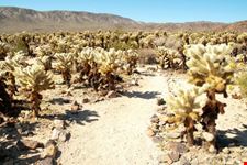 Cholla Cactus Garden