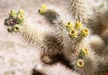 Cholla Cactus Garden