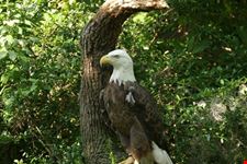 lowry park zoo tampa