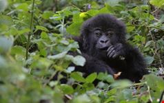 kampala mountain gorilla safari