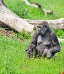 kampala mountain gorilla safari