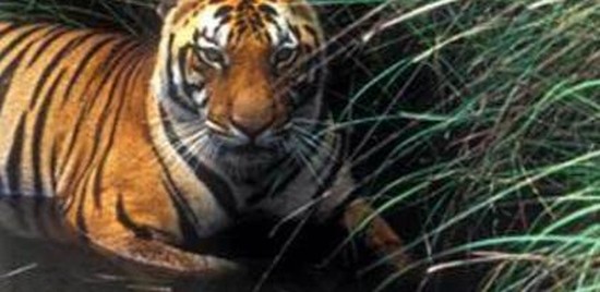 delhi wildlife photo tour