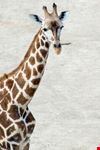 nairobi la girafe de rotschild